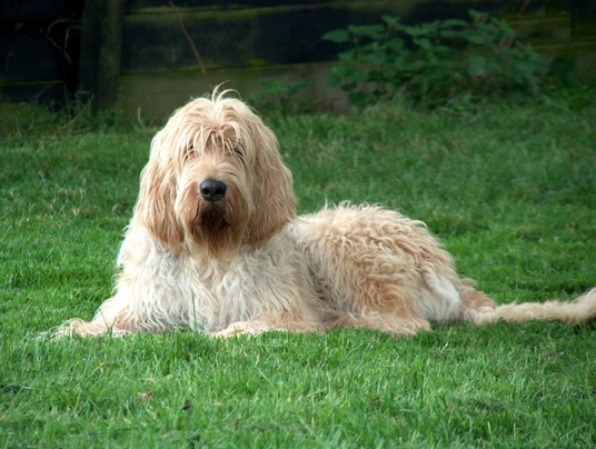 Otterhound puppies for store sale