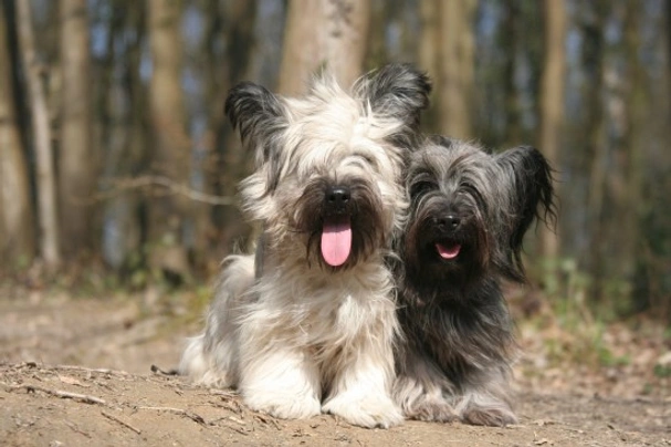 Skye Terrier Dogs Breed | Facts, Information and Advice | Pets4Homes