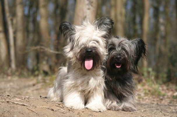 Skye Terrier Dogs Raza - Características, Fotos & Precio | MundoAnimalia