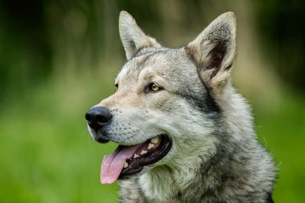 Saarloos Wolfdog Dogs Breed - Information, Temperament, Size & Price | Pets4Homes
