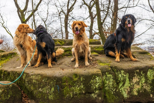 Hovawart Dogs Informace - velikost, povaha, délka života & cena | iFauna