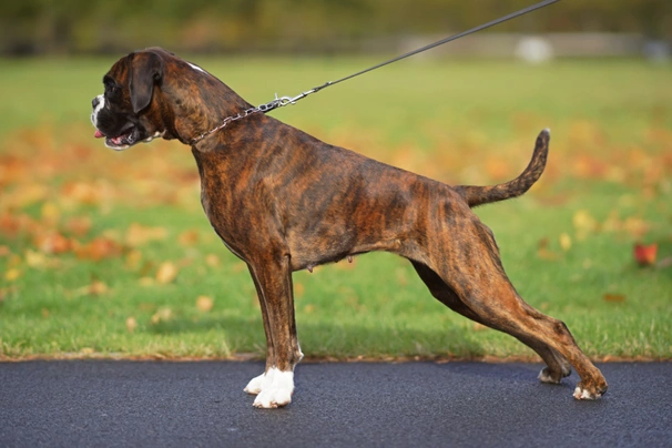 Boxer Dogs Breed - Information, Temperament, Size & Price | Pets4Homes