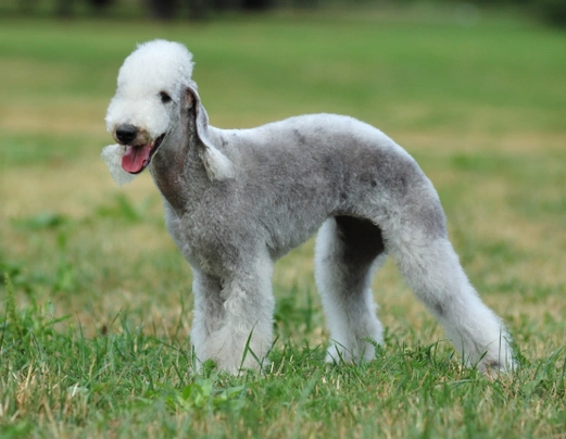 Bedlington Terrier Dogs Breed - Information, Temperament, Size & Price | Pets4Homes