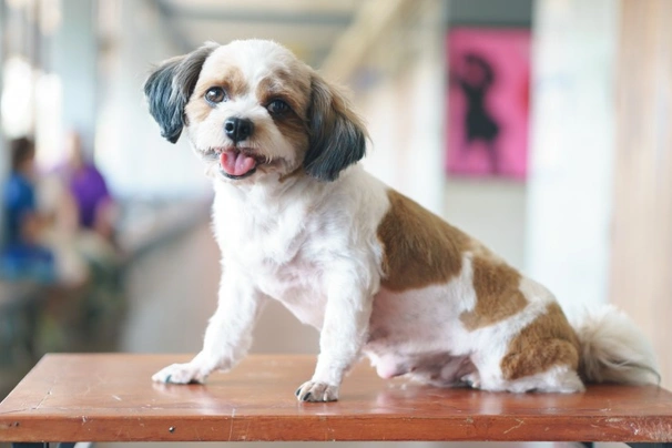 Shihpoo Dogs Breed - Information, Temperament, Size & Price | Pets4Homes