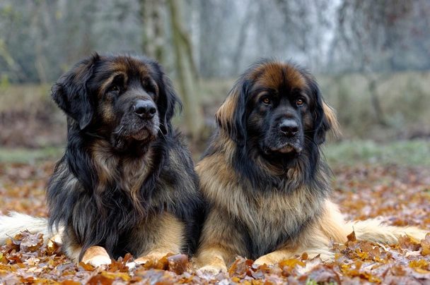 Leonberger Dogs Raza - Características, Fotos & Precio | MundoAnimalia