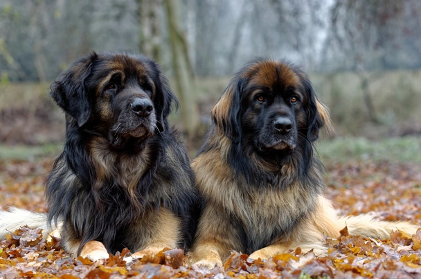 Leonberger dog hot sale temperament