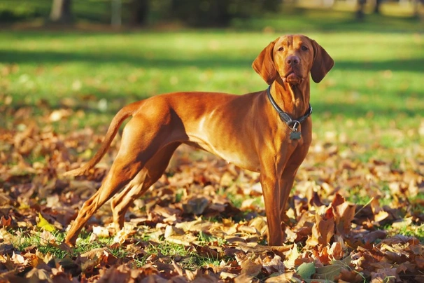  Vizsla Dogs Razza - Prezzo, Temperamento & Foto | AnnunciAnimali