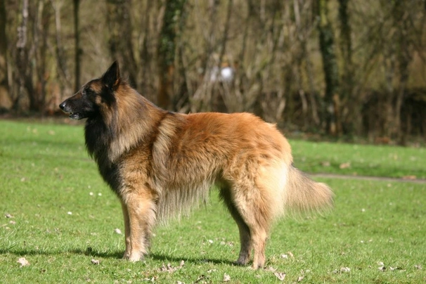Belgian Shepherd Dog Dogs Breed | Facts, Information and Advice | Pets4Homes