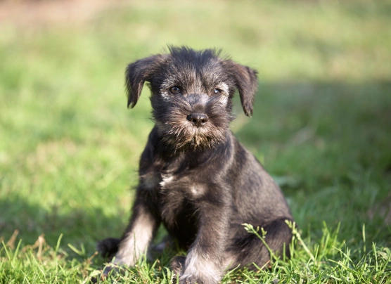 Schnauzer Medio Dogs Razza - Prezzo, Temperamento & Foto | AnnunciAnimali