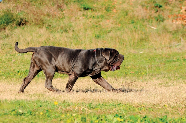 Neapolský mastin Dogs Informace - velikost, povaha, délka života & cena | iFauna