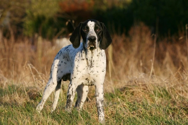 Auvergneský ohař krátkosrstý Dogs Plemeno / Druh: Povaha, Délka života & Cena | iFauna