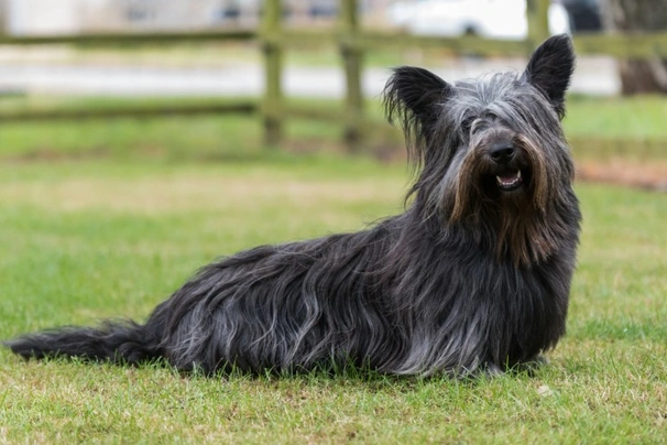 Skye Terrier Dogs Raza - Características, Fotos & Precio | MundoAnimalia