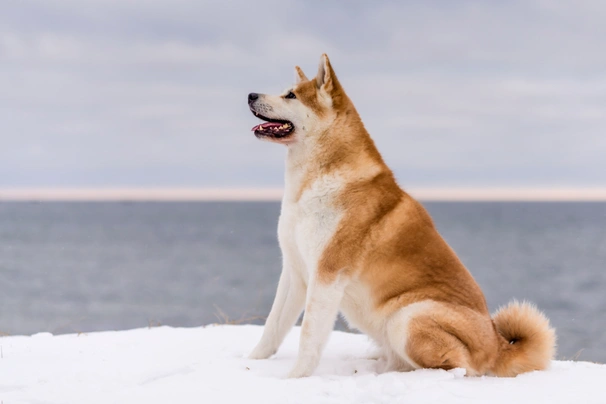 Akita inu Dogs Informace - velikost, povaha, délka života & cena | iFauna