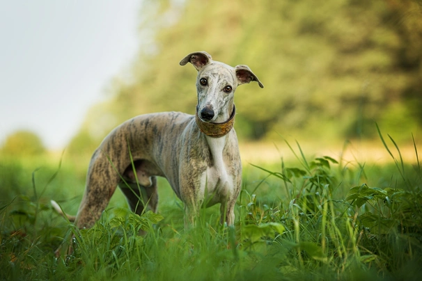 Whippet Dogs Razza - Prezzo, Temperamento & Foto | AnnunciAnimali