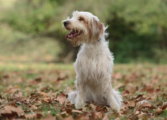 Premium Photo  Woman doing sport with a catalan shepherd dog using a leash  for running with pets sport with animals