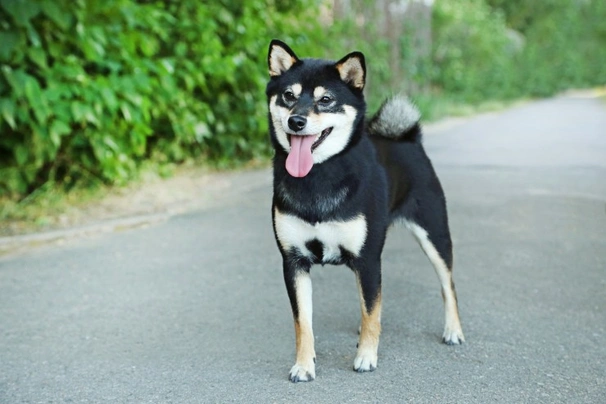 Japanese Shiba Inu Dogs Breed - Information, Temperament, Size & Price | Pets4Homes