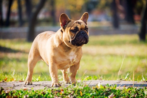 Francouzský buldoček Dogs Informace - velikost, povaha, délka života & cena | iFauna