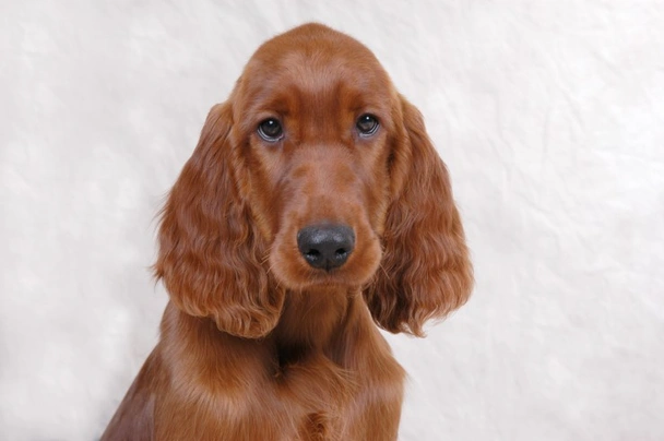 Setter Irlandés Rojo Dogs Raza - Características, Fotos & Precio | MundoAnimalia