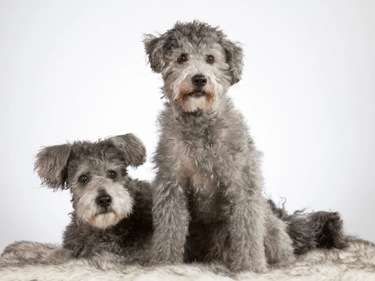 Hungarian Pumi Dogs Breed | Facts, Information and Advice | Pets4Homes