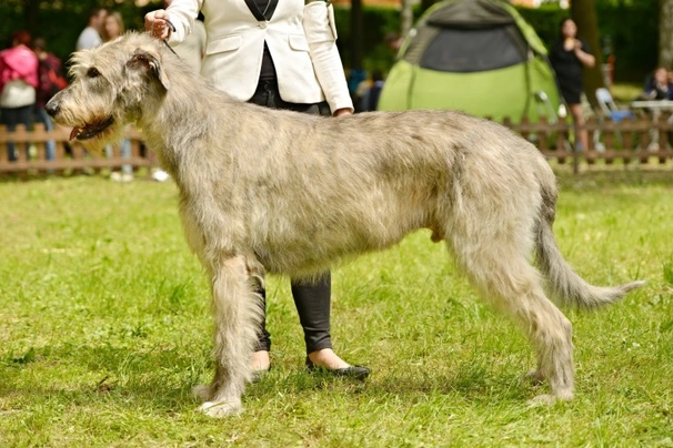 Wolfhound price 2024