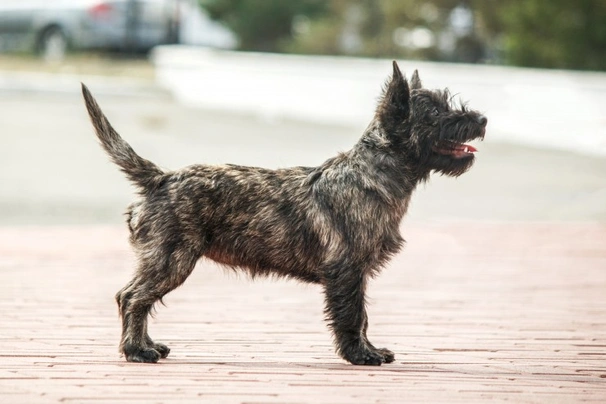 Cairn teriér Dogs Informace - velikost, povaha, délka života & cena | iFauna