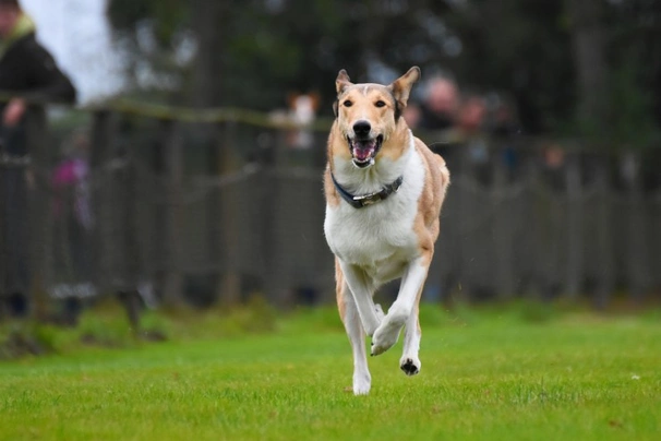 Kolie krátkosrstá Dogs Informace - velikost, povaha, délka života & cena | iFauna