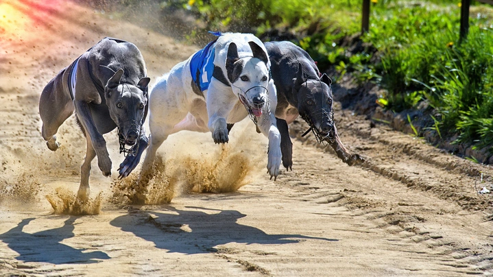 Greyhound Dogs Plemeno / Druh: Povaha, Délka života & Cena | iFauna