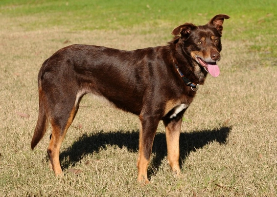 Australian Kelpie Dogs Breed - Information, Temperament, Size & Price | Pets4Homes