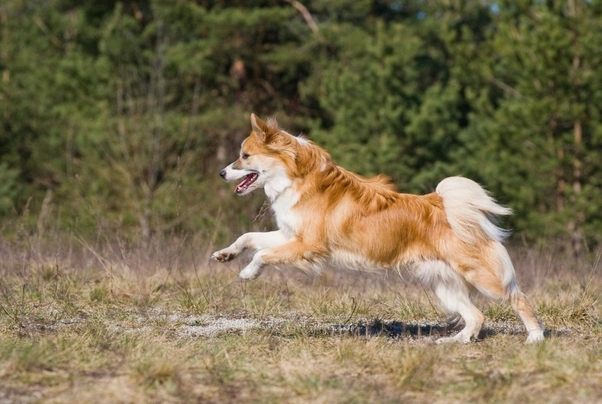 Ijslandse Hond Honden Ras: Karakter, Levensduur & Prijs | Puppyplaats