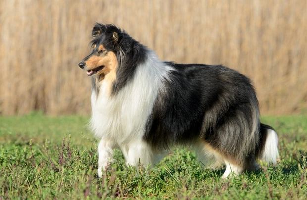 Miniature rough store collie for sale