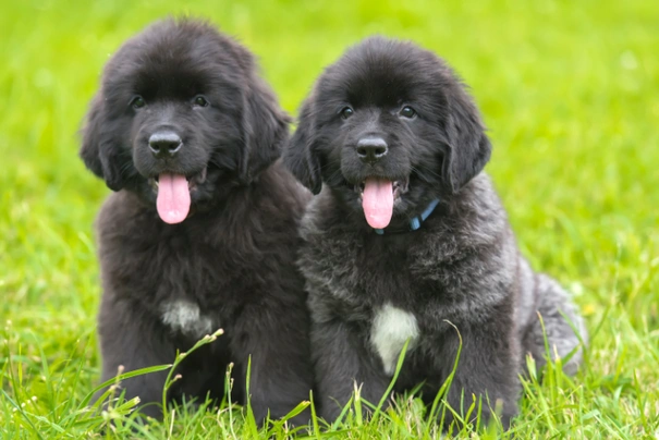 Newfie 2024 dog puppy