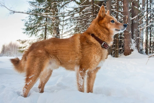 Finský špic Dogs Informace - velikost, povaha, délka života & cena | iFauna