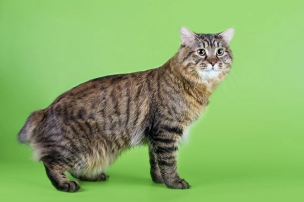 Kurilian Bobtail, il gatto con la coda corta: caratteristiche e temperamento