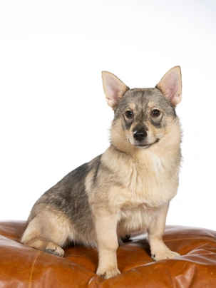 Västgötaspets (Vallhund) Dogs Ras: Karakter, Levensduur & Prijs | Puppyplaats