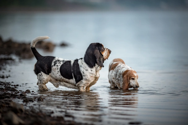 Basset Hound Dogs Razza - Prezzo, Temperamento & Foto | AnnunciAnimali
