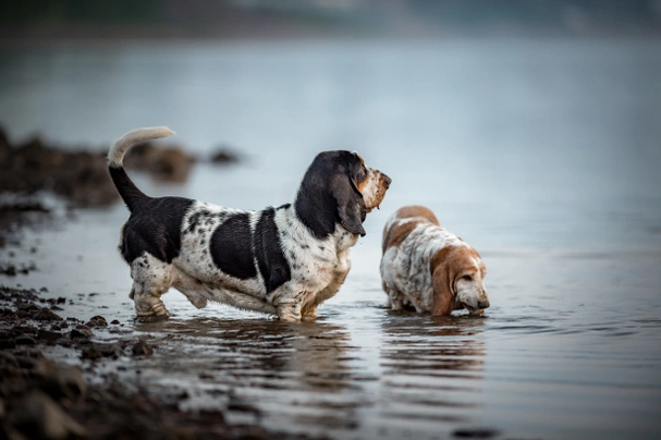 cuanto debe comer un basset hound al dia