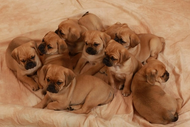 Puggle Dogs Breed | Facts, Information and Advice | Pets4Homes