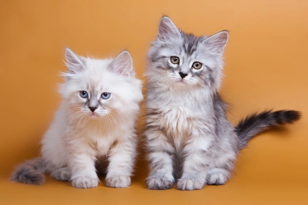 Siberian cat best sale full size