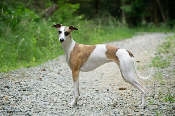 Whippet Dogs Razza - Prezzo, Temperamento & Foto | AnnunciAnimali