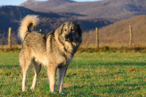 Šarplaninský pastevecký pes Dogs Informace - velikost, povaha, délka života & cena | iFauna