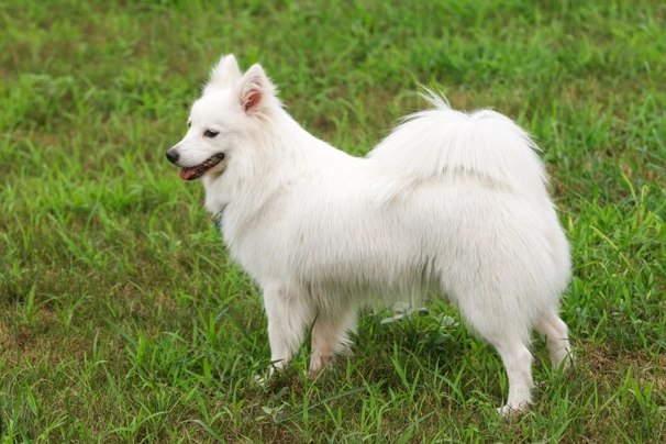 Japanese spitz for sale best sale near me