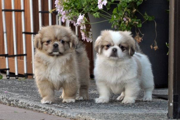 Tibetan sales spaniel price