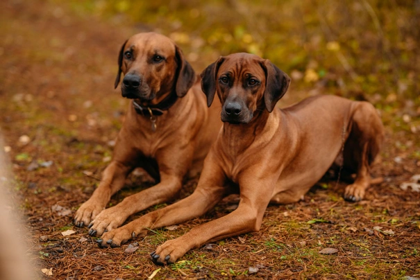 Rhodéský ridgeback Dogs Plemeno / Druh: Povaha, Délka života & Cena | iFauna