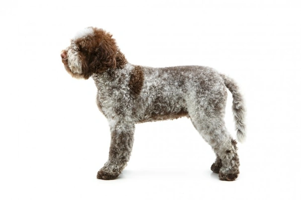 Lagotto Romagnolo Dogs Razza - Prezzo, Temperamento & Foto | AnnunciAnimali