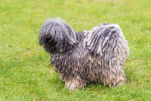 Puli Dogs Plemeno / Druh: Povaha, Délka života & Cena | iFauna