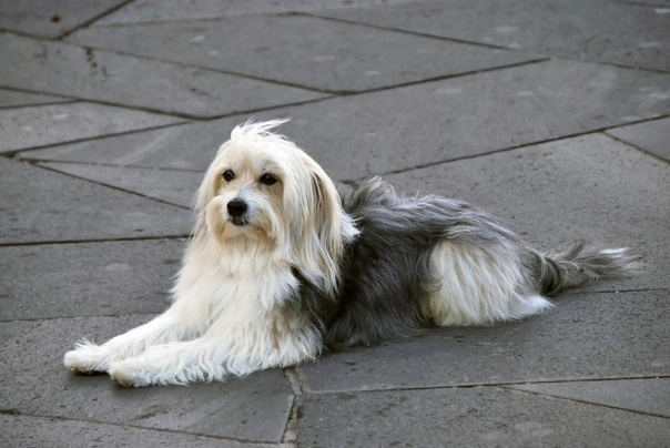 Catalan Sheepdog Dogs Breed - Information, Temperament, Size & Price | Pets4Homes