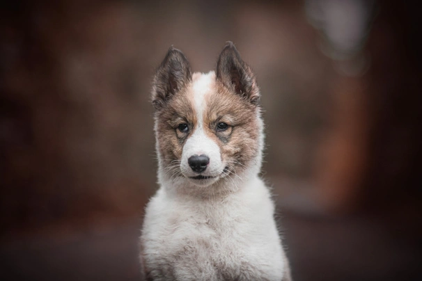 Laika de Siberia Occidental Dogs Raza | Datos, Aspectos destacados y Consejos de compra | MundoAnimalia