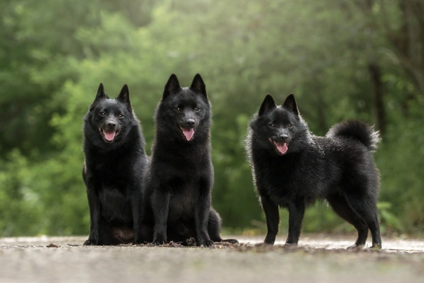 Show me a schipperke 2024 dog