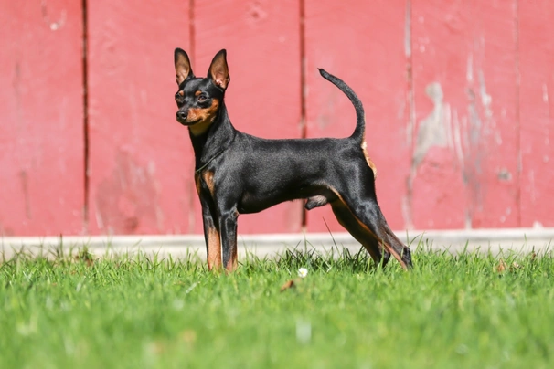 Pinscher Miniatura Dogs Raza - Características, Fotos & Precio | MundoAnimalia