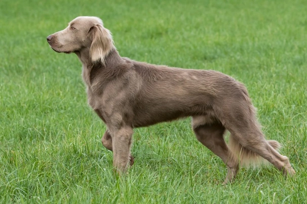 Long haired hot sale weimaraner temperament